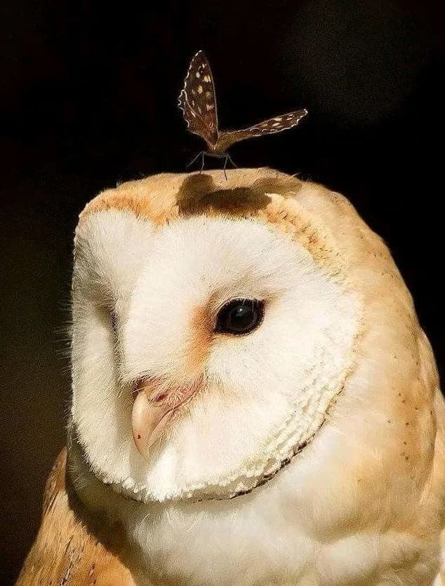 晏殊