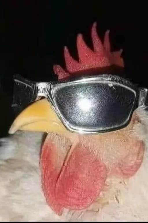 姬雎