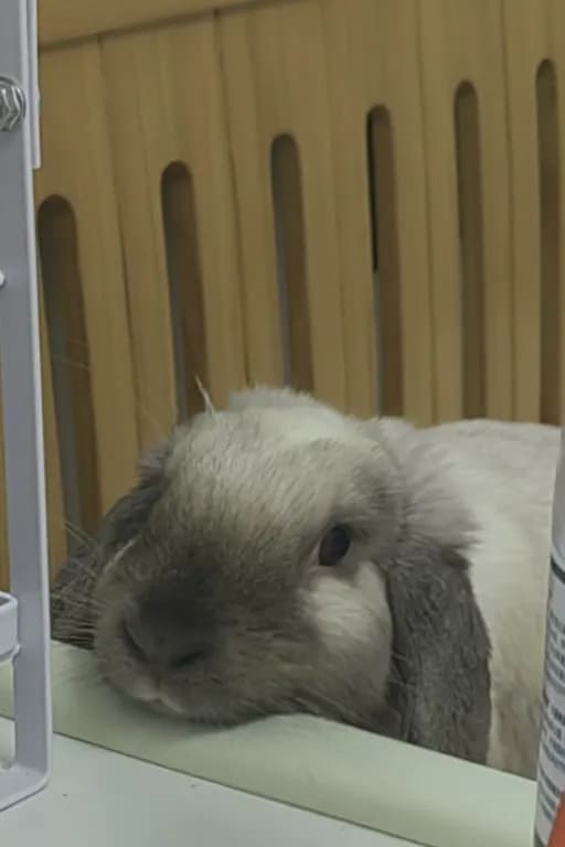 沈修