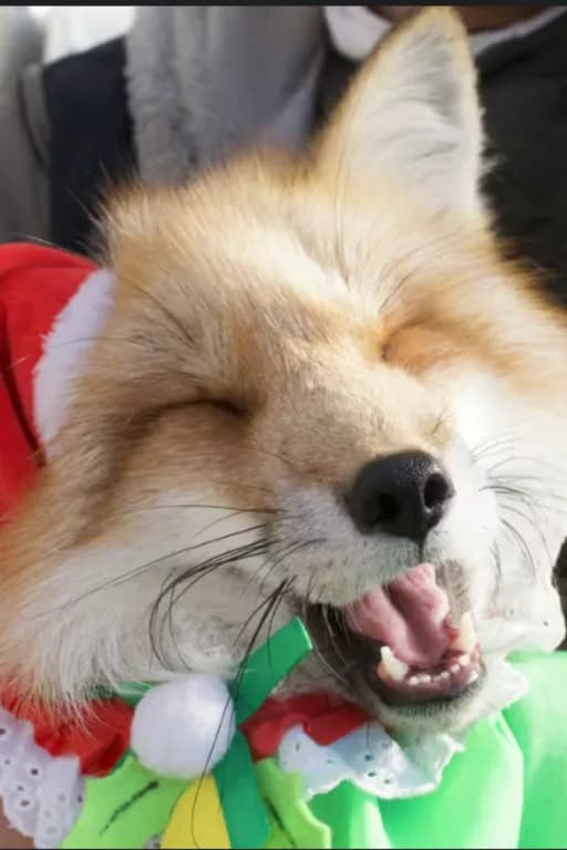 fox的绝顶忍耐比赛