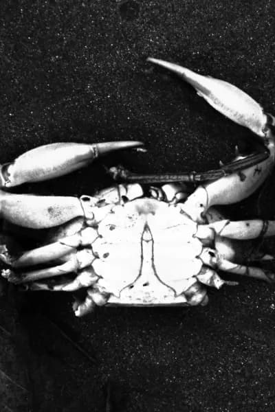 Crusty Cash Claws